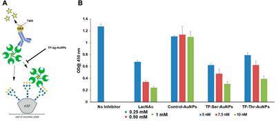 Isolipoic acid-linked gold nanoparticles bearing the thomsen friedenreich tumor-associated carbohydrate antigen: Stability and in vitro studies